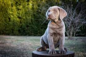 Silver Lab breed