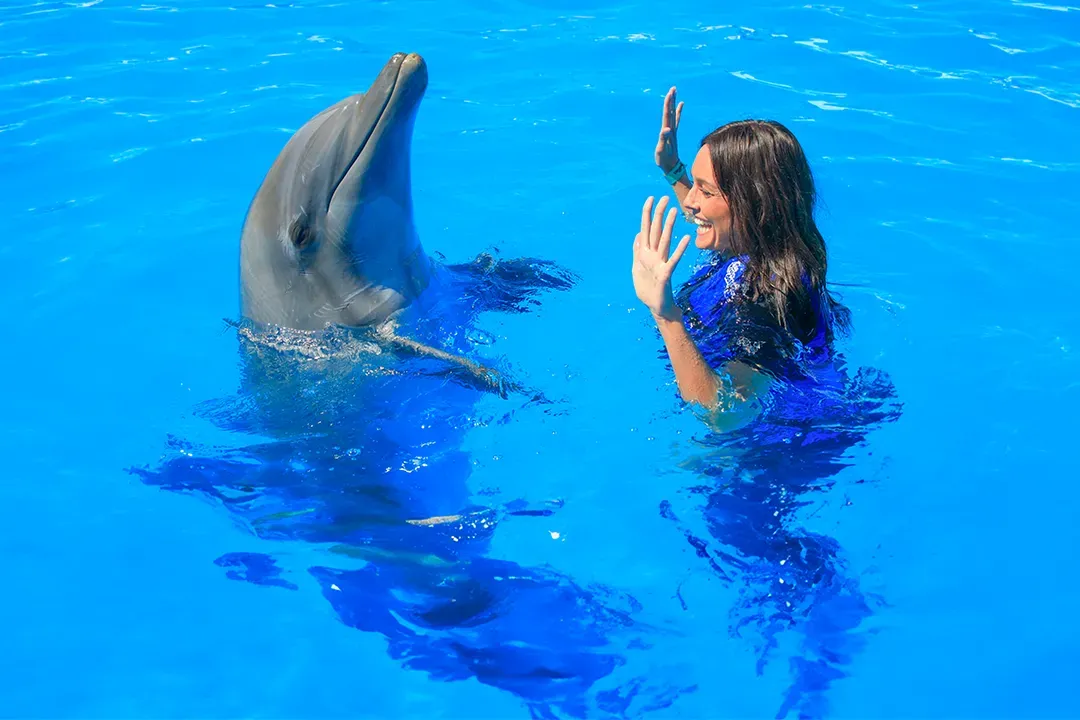 why is it illegal to communicate with dolphins